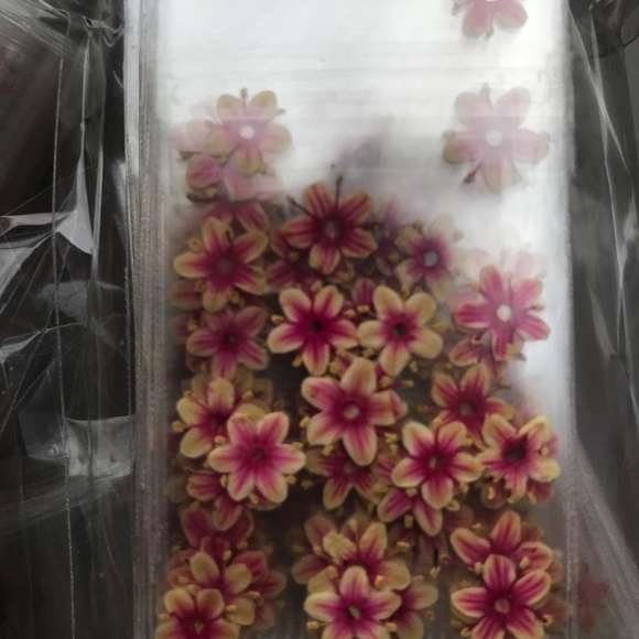 Flor - Picture 2 of 2